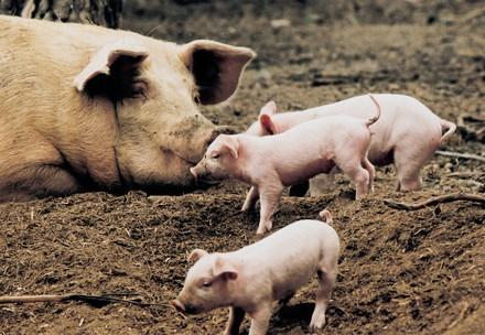 Mother Instinct and Piglet Behaviour