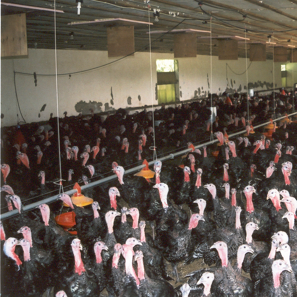 Turkey farm Turkey farm