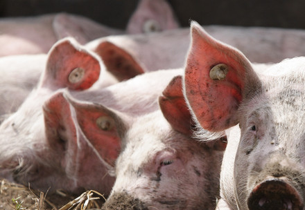 Pigs