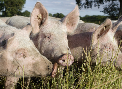 Pigs