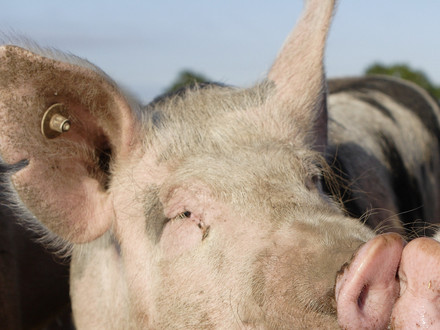 Two Pigs