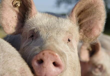 Pig looking into the camera