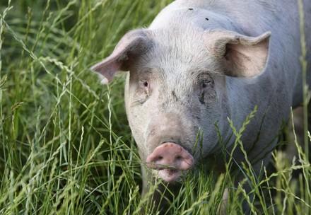Pig standing in gras