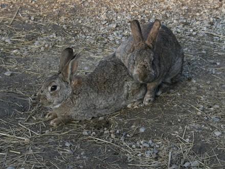 Two rabbits