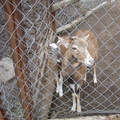 Goats behind a fence Goats behind a fence
