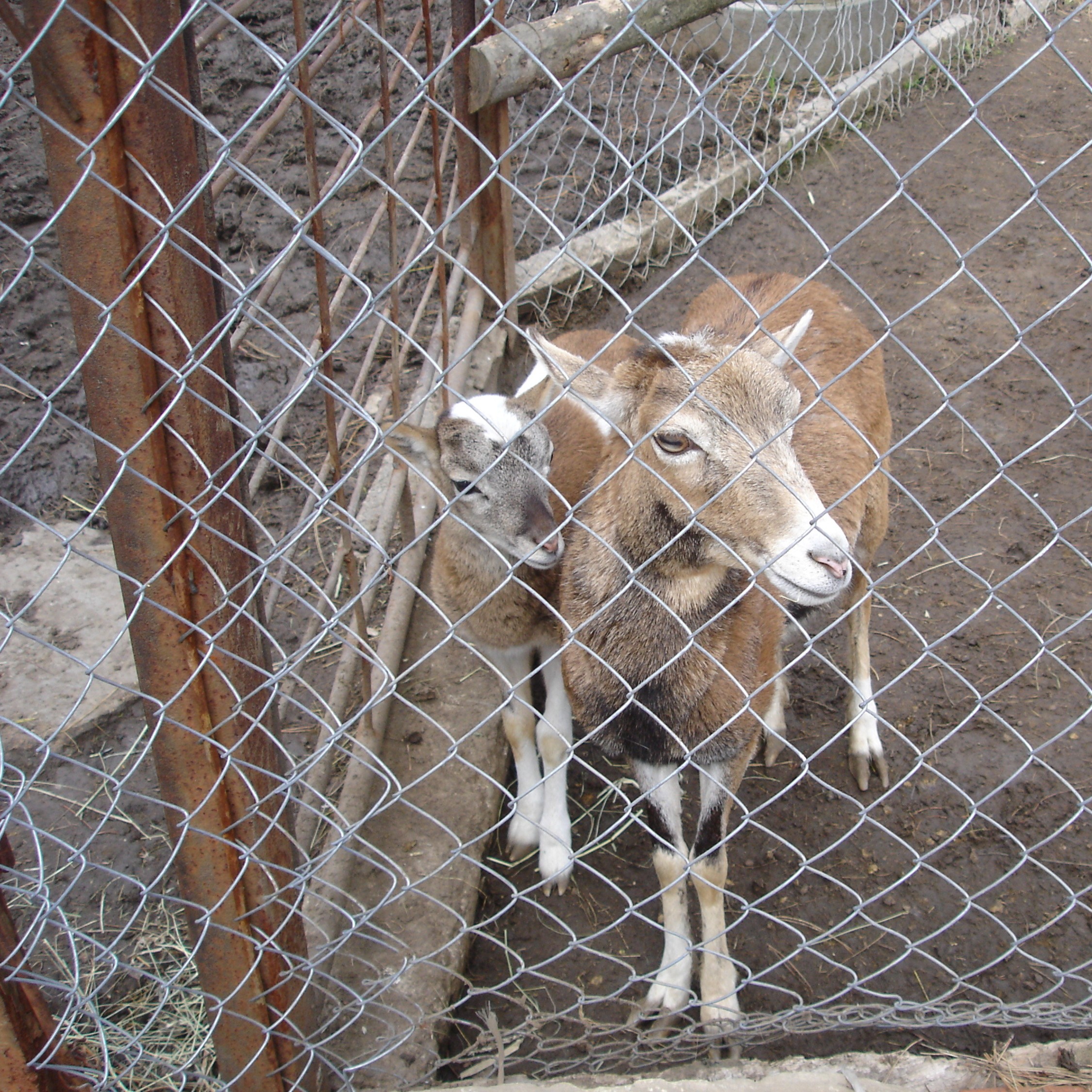 Goats behind a fence Goats behind a fence
