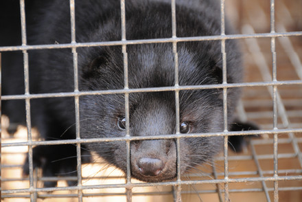 Brown mink inside a tiny wired cage