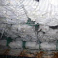 Rabbits in small cages on a rabbit farm Rabbits in small cages on a rabbit farm
