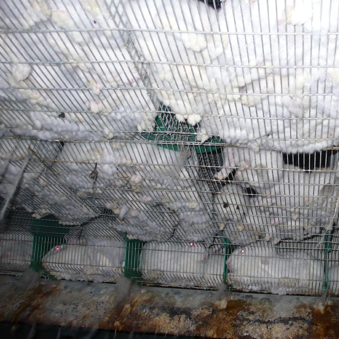 White rabbits on wire mesh flooring White rabbits on wire mesh flooring