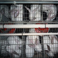 Rabbits in small cages on a rabbit farm Rabbits in small cages on a rabbit farm
