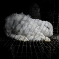 Rabbit inside a cage Rabbit inside a cage