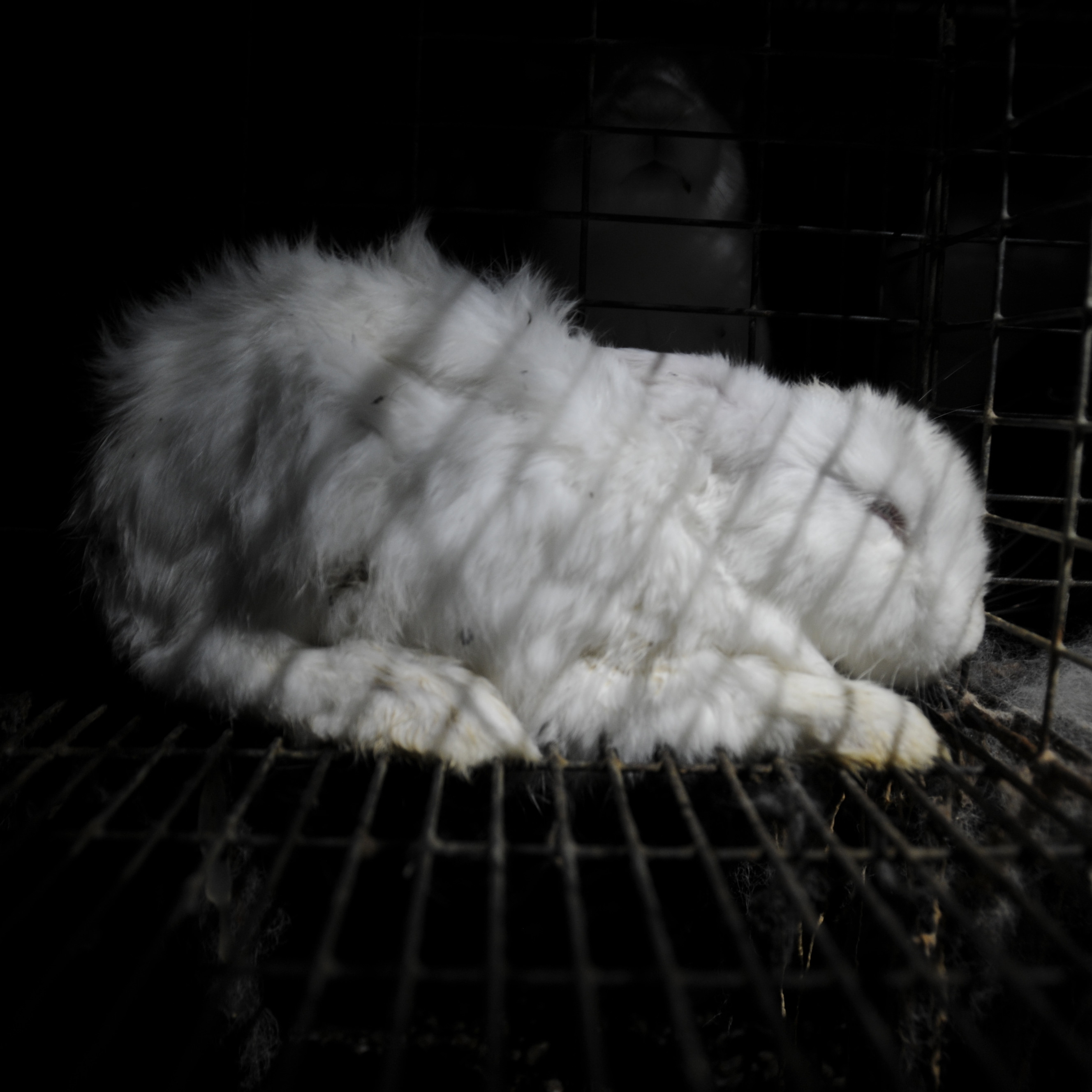 Rabbit inside a cage Rabbit inside a cage