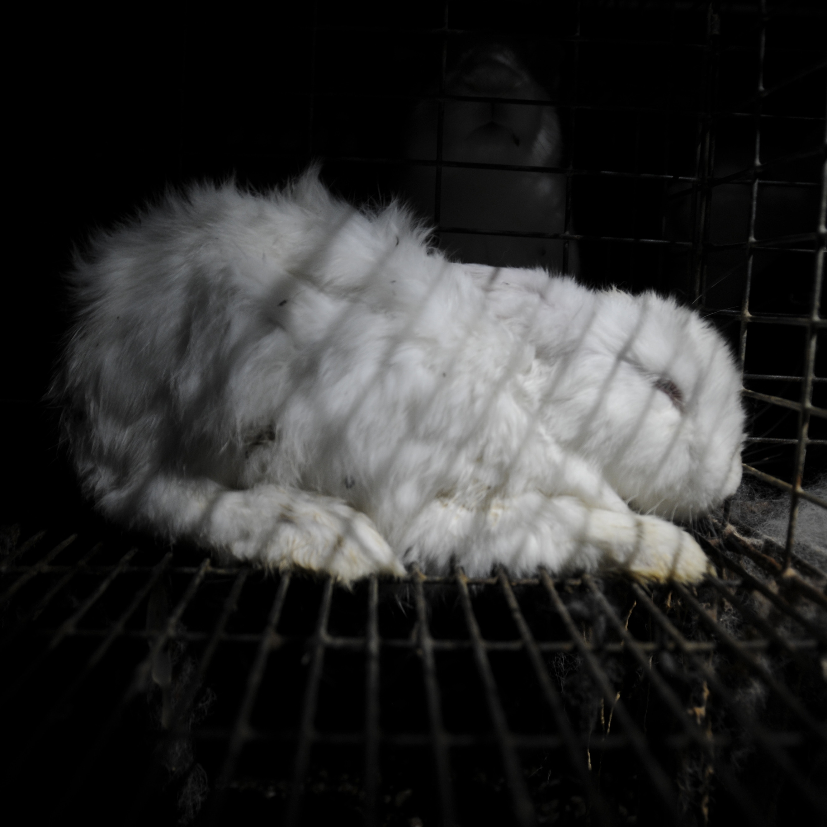 Rabbit inside a cage Rabbit inside a cage