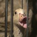 Duck inside a cage Duck inside a cage