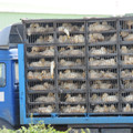 Transport truck full of ducks Transport truck full of ducks