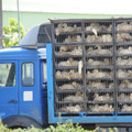Transport truck full of ducks Transport truck full of ducks