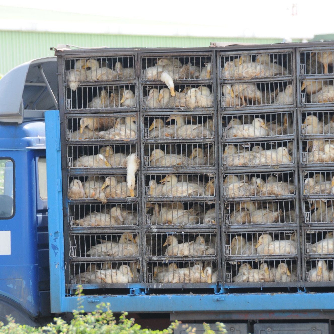 Transport truck full of ducks Transport truck full of ducks