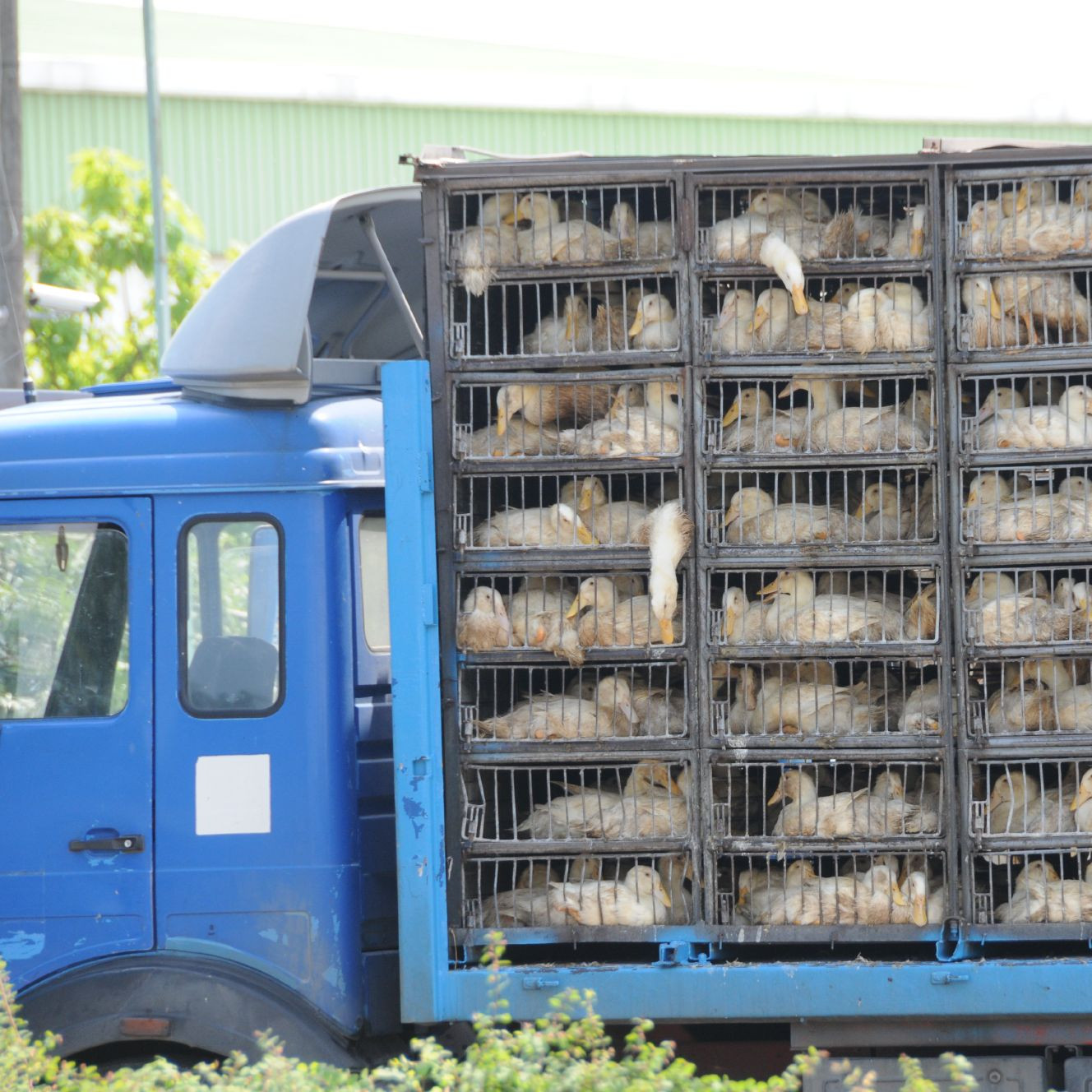 Transport truck full of ducks Transport truck full of ducks