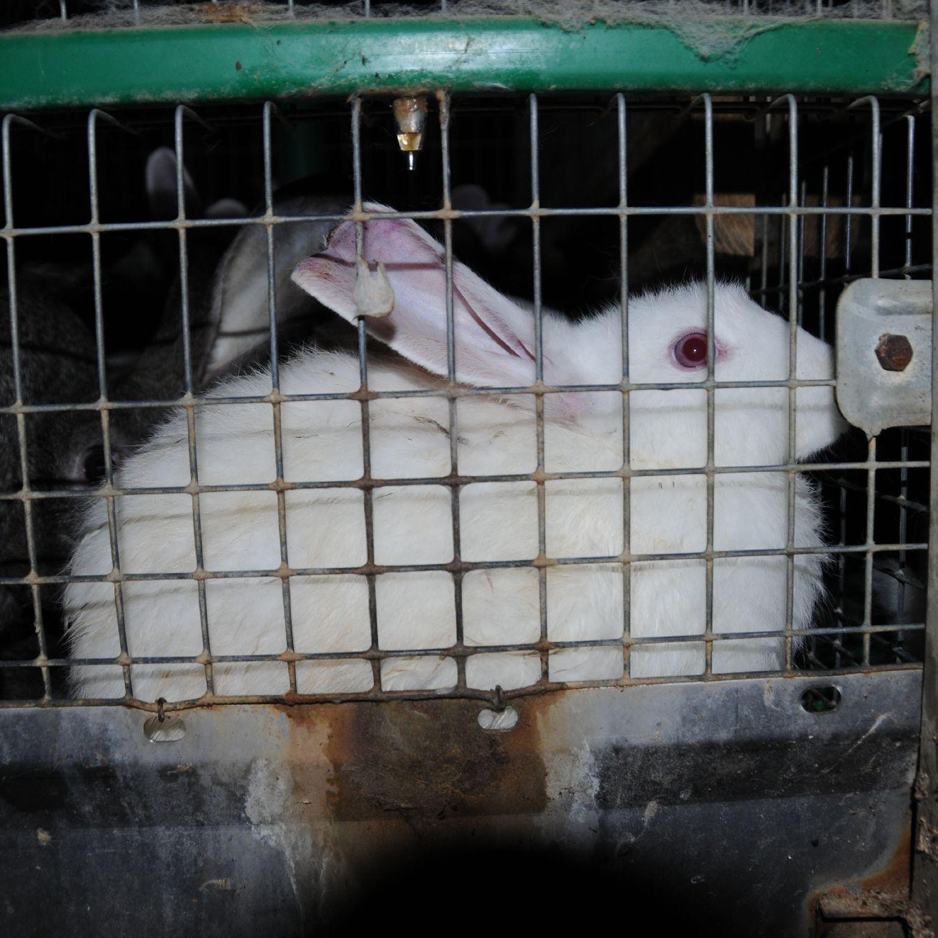 Rabbit inside a cage Rabbit inside a cage