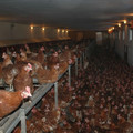 Extreme confinement of chickens Extreme confinement of chickens