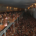Extreme confinement of chickens Extreme confinement of chickens