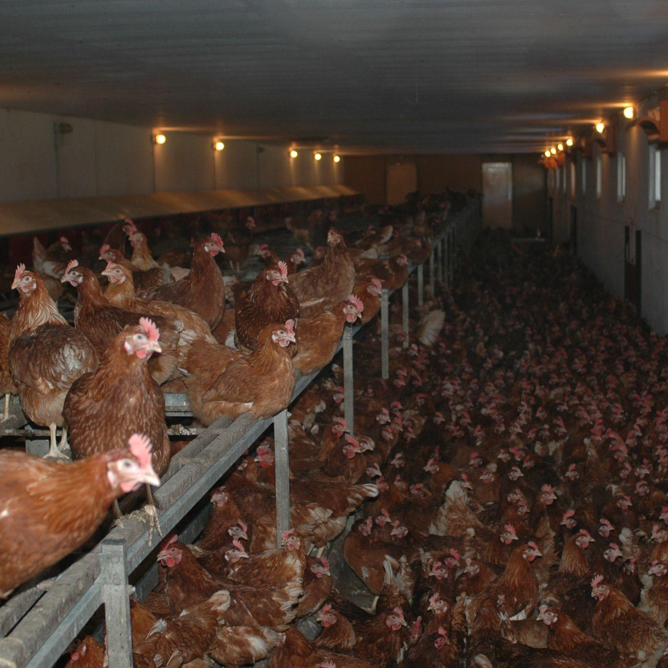 Extreme confinement of chickens Extreme confinement of chickens