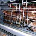 Laying hens in a small cage Laying hens in a small cage