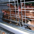 Laying hens in cages Laying hens in cages