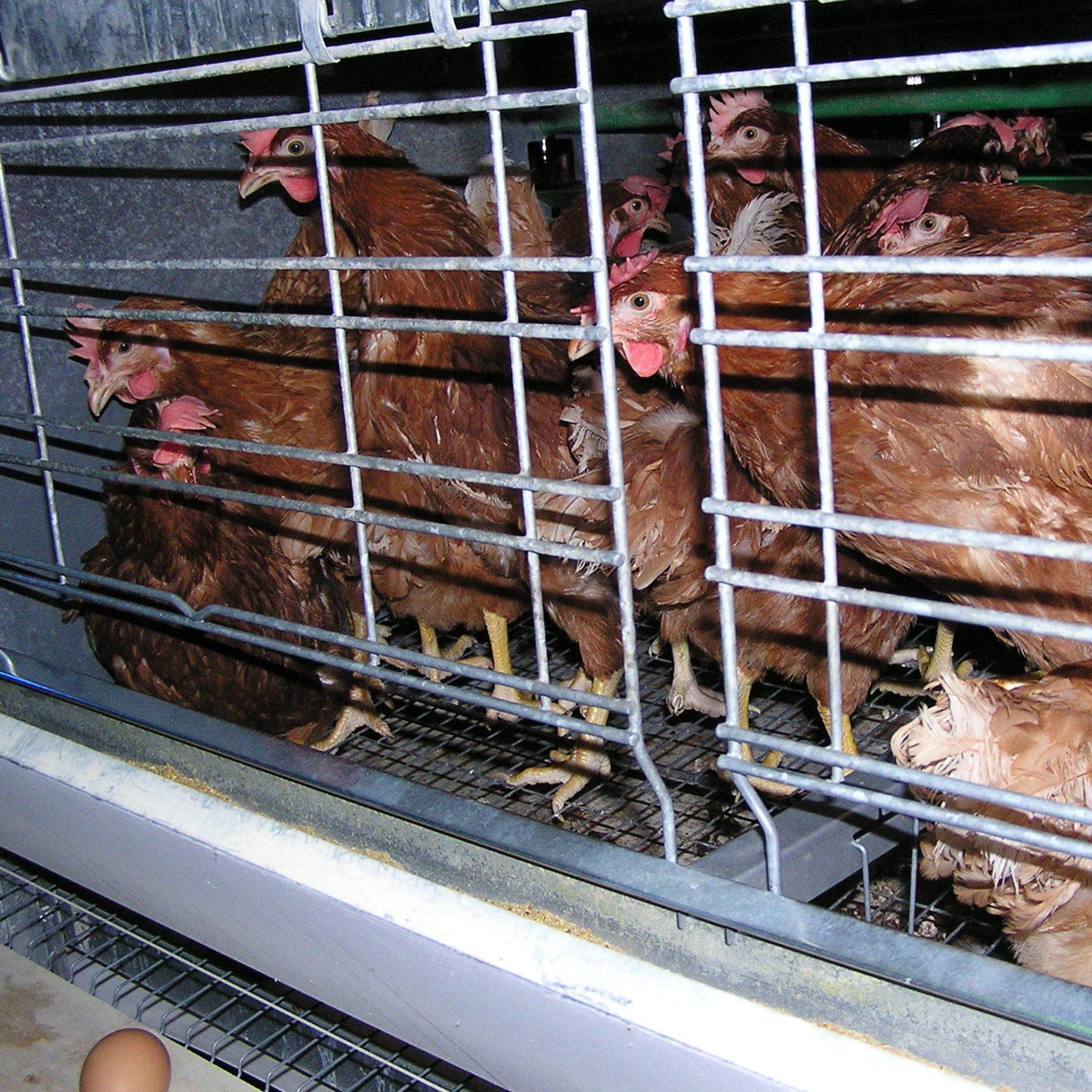 Laying hens in a small cage Laying hens in a small cage