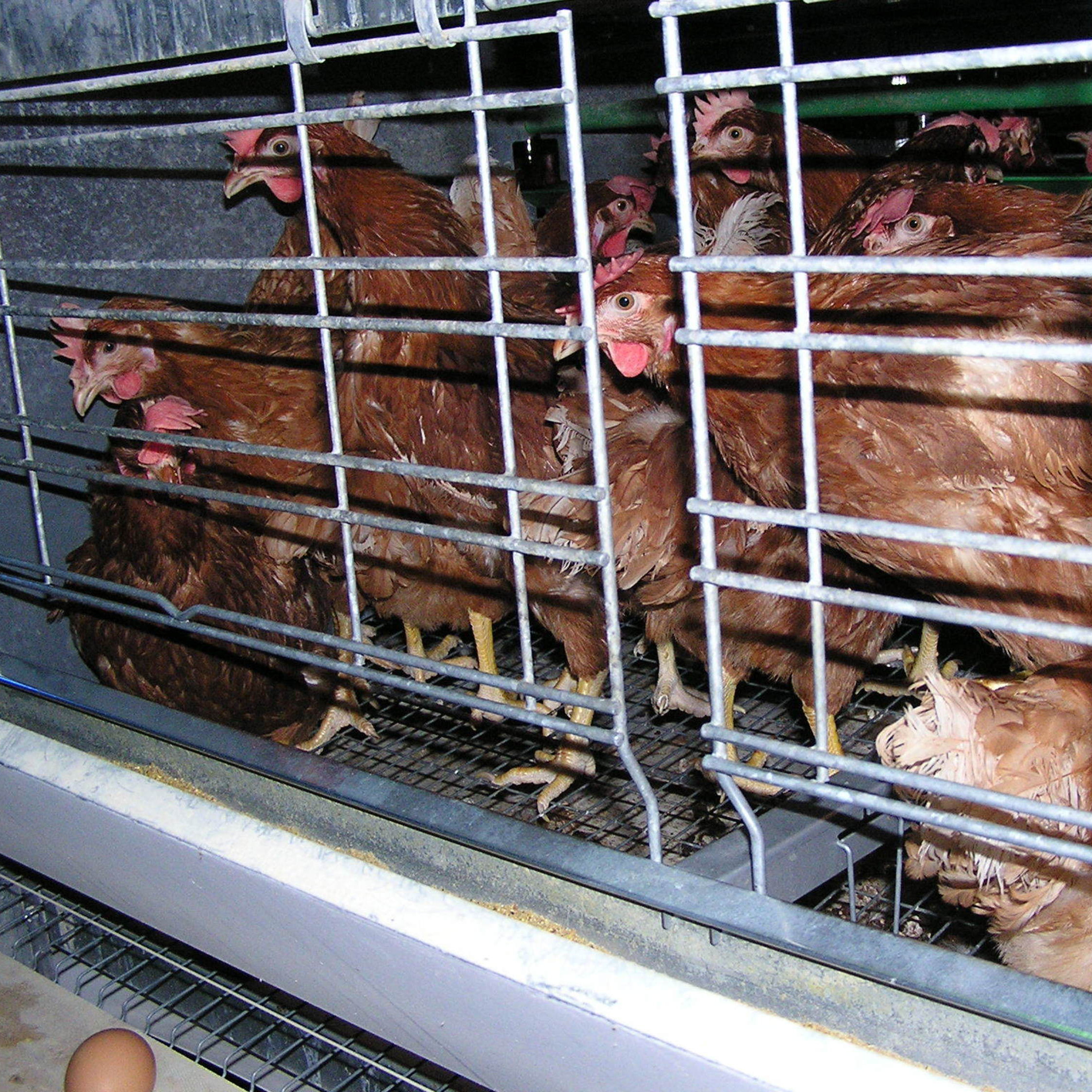 Laying hens in cages Laying hens in cages