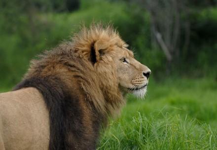 Lions in Care of FOUR PAWS Lion Jazz