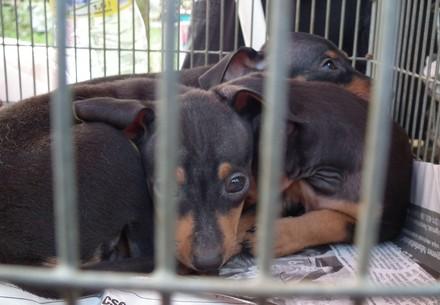 Puppies in a cage