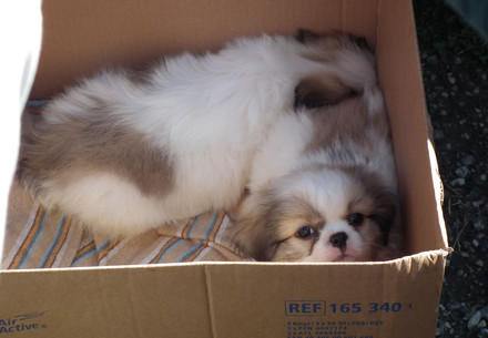 Puppies inside a cardboard box
