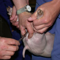 Castration of a piglet Castration of a piglet
