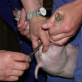 Piglet castration Piglet castration
