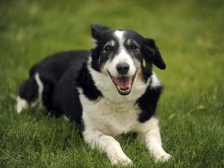Dog on the grass