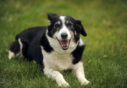 Dog laying in grass