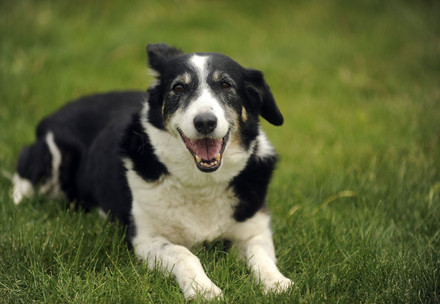 Black-white dog laying on grass