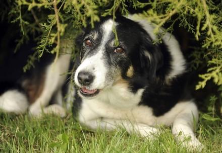 Dog in pain