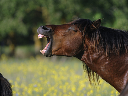 Laughing horse