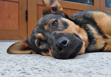 Dog