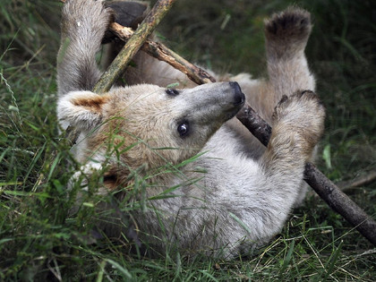 Happy bear