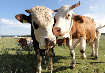 Two cows on pasture land Two cows on pasture land