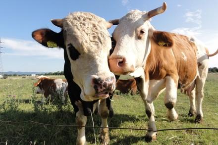 Two cows in a field