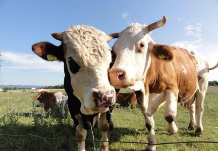 Life Expectancy of Cattle 