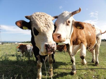 Two cattle