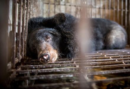 Bile Bear in Vietnam