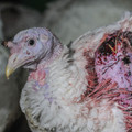 Wounded turkey Wounded turkey