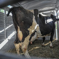 Cattle with docked tail