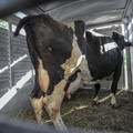Cattle with docked tail